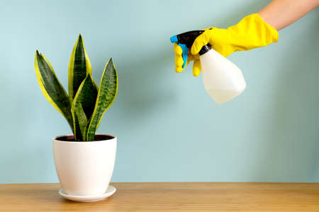 Womens hands in gardening gloves spray plants. Trending flower snake plant Sansevieria trifasciata on blue background. Summer indoor plants and urban jungle conceptの写真素材