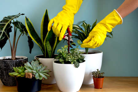 Womens hands take care of plants. Indoor home garden plants. Collection various flowers. Stylish botany composition of home interior blue background. Stay home and gardeningの写真素材