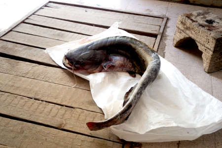 Fish a catfish close up on wood background