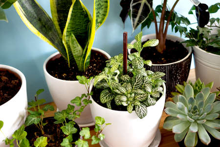 Indoor home garden plants. Collection various flowers - Snake plant, succulents, Ficus Pumila, lyrata, Hedera helix, Alocasia sanderiana. Stylish botany composition of home interior blue backgroundの写真素材