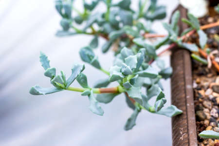 Beautiful cactus cacti succulent plants garden desert plant in greenhouse.の写真素材