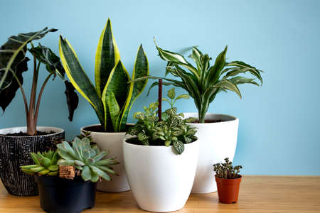 Indoor home garden plants. Collection various flowers - Snake plant, succulents, Ficus Pumila, lyrata, Hedera helix, Alocasia sanderiana. Stylish botany composition of home interior blue backgroundの写真素材