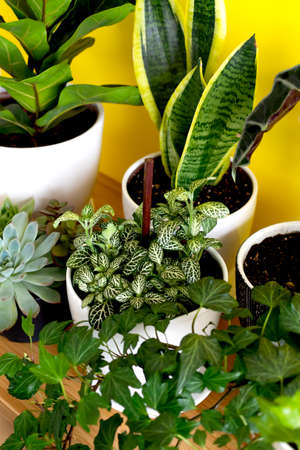 Indoor home garden plants. Collection various flowers - Snake plant, succulents, Ficus Pumila, lyrata, Hedera helix, Alocasia sanderiana. Stylish botany composition of home interior yellow backgroundの写真素材