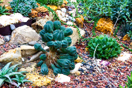 Cactus flowers and succulent flower group garden desert plant in greenhouse