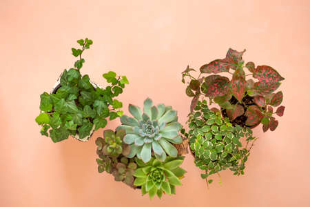 Flat lay banner copy space frame of trending collection of various indoor plants and succulents pink backgroundの写真素材