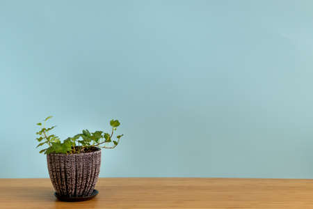 Mock up banner with copy space trending flower Hedera helix on blue background. Summer indoor plants and urban jungle conceptの写真素材
