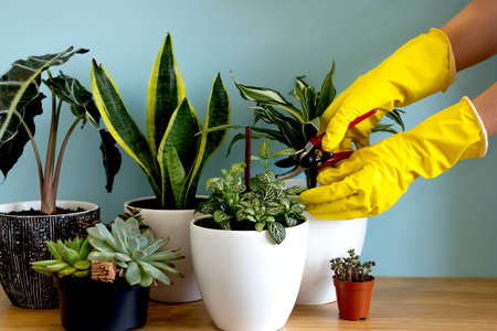 Womens hands take care of plants. Indoor home garden plants. Collection various flowers. Stylish botany composition of home interior blue background. Stay home and gardeningの写真素材