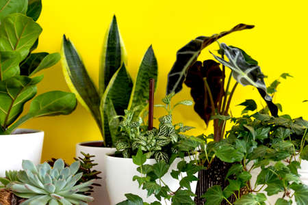 Indoor home garden plants. Collection various flowers - Snake plant, succulents, Ficus Pumila, lyrata, Hedera helix, Alocasia sanderiana. Stylish botany composition of home interior yellow backgroundの写真素材