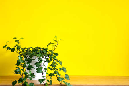 Mock up banner with copy space trending flower Hedera helix on bright yellow background. Summer indoor plants and urban jungle conceptの写真素材