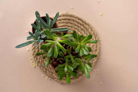 Flat lay of green fresh succulents flowers and cuctus on pale pink beige background.の写真素材