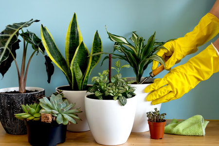 Womens hands take care of plants. Indoor home garden plants. Collection various flowers. Stylish botany composition of home interior blue background. Stay home and gardeningの写真素材