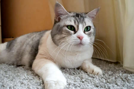 Scottish fold cat animals feline domestic.の写真素材