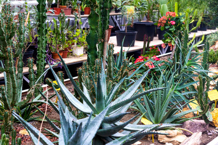 Cactus flowers and succulent flower group garden desert plant in greenhouseの写真素材