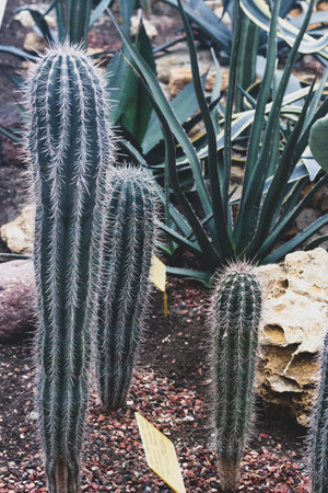 Cactus flowers and succulent flower group garden desert plant in greenhouseの写真素材