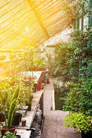 Greenhouse glasshouse sunny interior full of fresh green plants. Modern interior architecture design. Natural Indoor decorative plants. Lush botanical garden. Beautiful spring background.の写真素材