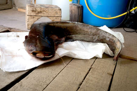 Fish a catfish close up on wood background
