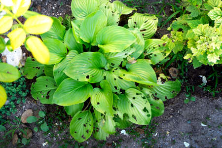 green leaves in garden eaten by slugsの写真素材