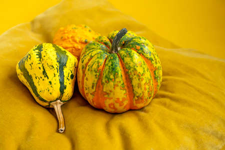 Small decorative pumpkins on orange background Seasonal decoration Thanksgiving day Autumn harvest decor.の写真素材