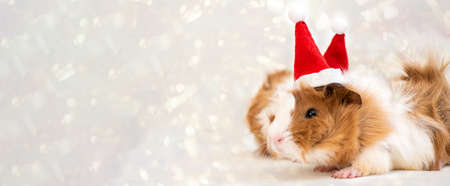 Holiday Pets Christmas cute guinea pig in red Santa Hat on white shiny gold sparkles backgroundの写真素材