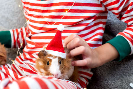 Holiday Pets Christmas guinea pig Cute boy hugs his pets guinea pig Boy in red Santa Hatの写真素材