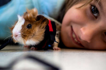 Portrait Cute child with his funny pet guinea pigの写真素材