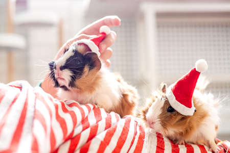 Holiday Pets Christmas guinea pig Cute boy hugs his pets guinea pig Boy in red Santa Hatの写真素材