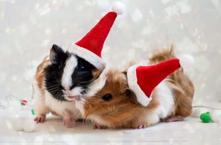 Holiday Pets Christmas cute guinea pig in red Santa Hat on white shiny gold sparkles backgroundの写真素材