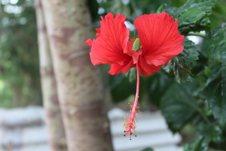 Hibiscus Flowerの写真素材