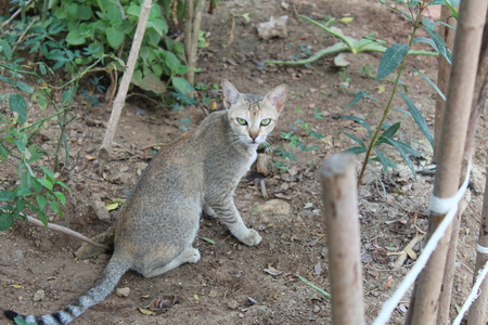 little kitten sitting in the gardenの写真素材