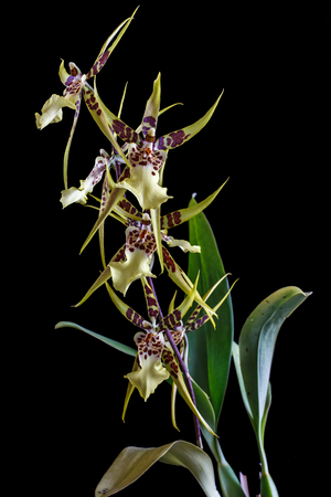 Orchid Brassia isolated on black background. Tropical flowers.の写真素材