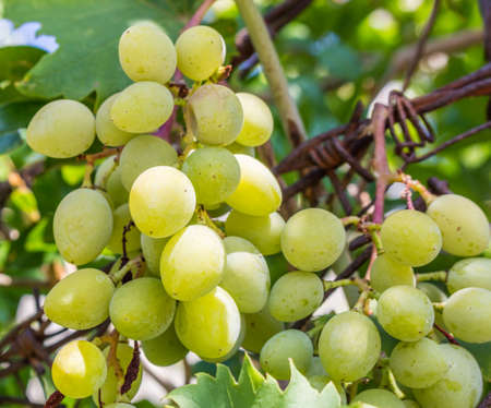 White wine bunched of grapes background in sunlight. Grspe's leafの写真素材