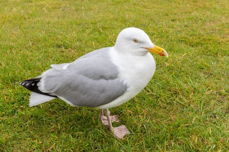 Beautiful and funny seagull on green grass. Close up view of white bird seagull on green grass.の写真素材