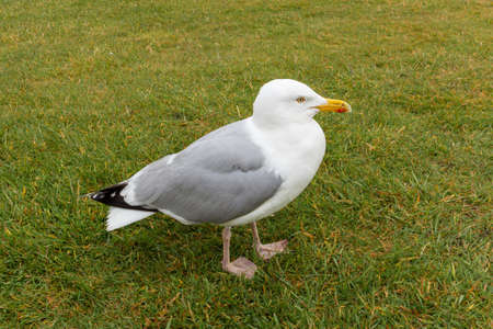 A seagull on green grass.の写真素材