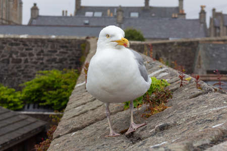 Beautiful and funny seagull on green grass. Close up view of white bird seagull on green grass.の写真素材