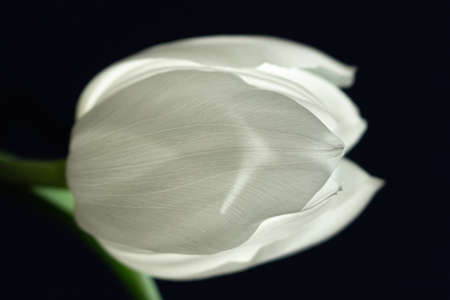 single white tulip on a black backgroundの写真素材