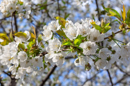 White flowers of the cherry blossoms on a spring day blue skyの写真素材
