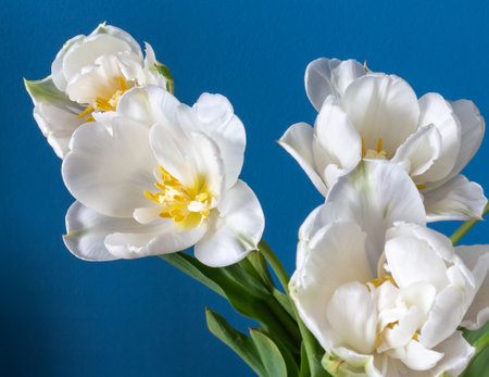 big beautiful blooming white peony tulips on blue backgroundの写真素材