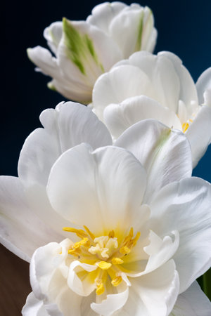big beautiful blooming white peony tulips on blue backgroundの写真素材