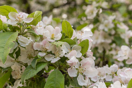 Apple blossom nature background spring flowersの写真素材