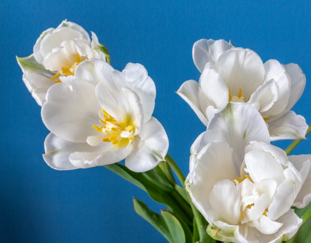big beautiful blooming white peony tulips on blue backgroundの写真素材