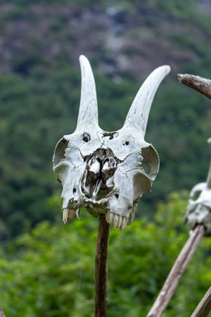 Real natural scare goats skulls on pole with mountain backgroundの写真素材