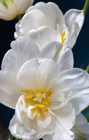 big beautiful blooming white peony tulips on blue backgroundの写真素材