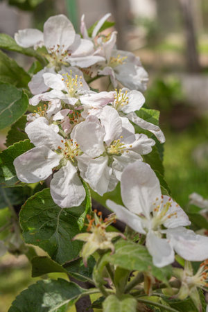 Apple blossom nature background spring flowersの写真素材