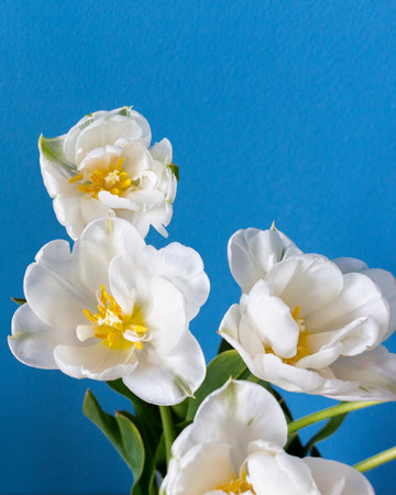 big beautiful blooming white peony tulips on blue backgroundの写真素材