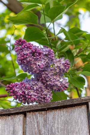 A branch of blooming purple a common lilac (sirynga vulgaris), also known as common lilac. Green background in a spring sunny day. Small violet flowers on a branch of a flowering plant.の写真素材