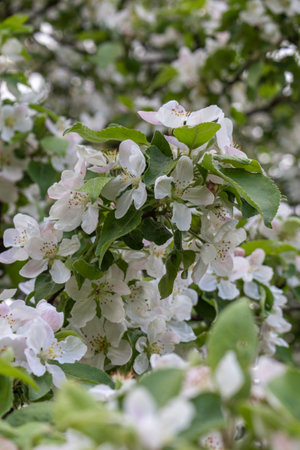 Apple blossom nature background spring flowersの写真素材