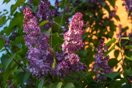 A branch of blooming purple a common lilac (sirynga vulgaris), also known as common lilac. Green background in a spring sunny day. Small violet flowers on a branch of a flowering plant.の写真素材