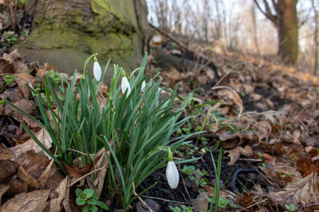 Snowdrops with white flowers growing next to a dark tree, first blossoms in winter or early spring in garden, park and forest, copy space, selected focus, narrow depth of fieldの写真素材