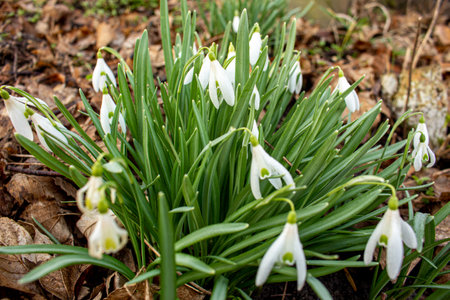 Snowdrops with white flowers growing next to a dark tree, first blossoms in winter or early spring in garden, park and forest, copy space, selected focus, narrow depth of fieldの写真素材