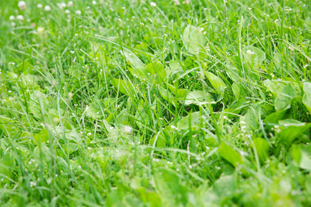 green grass field and bright blue skyの写真素材